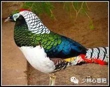 白牛胆的功效与作用，白牛胆的功效与作用禁忌（中药图片大全与功效）