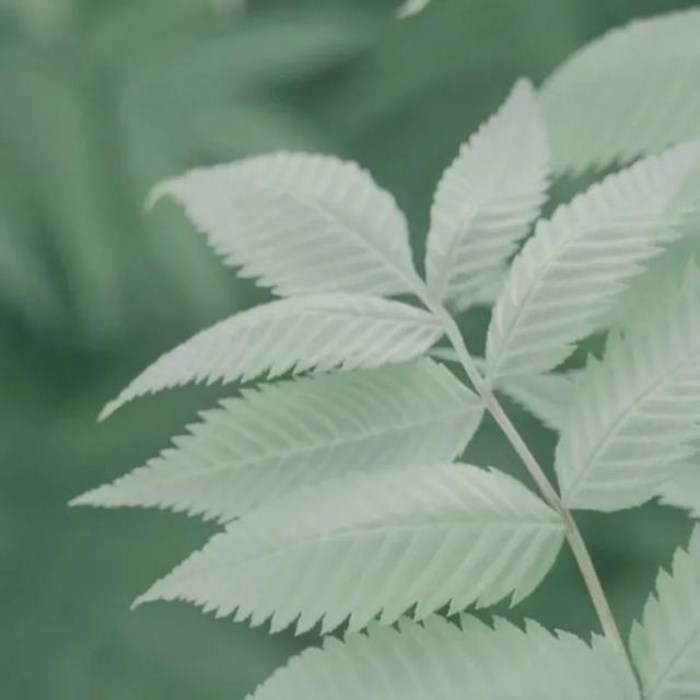 必有回响的上一句是什么，念念不忘必有回响对应的话（你相信“念念不忘）