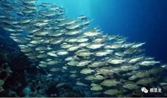 世界上有哪些渔场，世界上有几个渔场（天下“渔仓”——走进世界四大渔场）