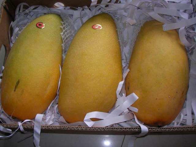 水仙芒和金煌芒的区别，金煌芒与大青芒的区别（这些芒果长得都一样）