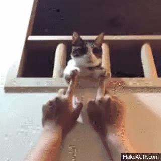 猫咪胆子太小怎么办，猫太胆小了怎么办（猫咪胆小不亲人怎么办）