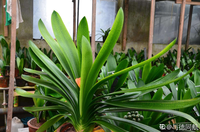 1823是什么意思，1823是什么意思肖战（其实跟兰花没一毛钱关系）