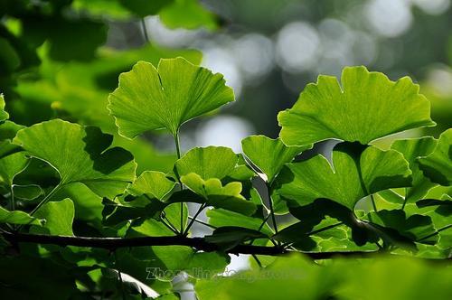 国家一级保护植物的名单，国家一级保护植物简介（植物世界丨国家一级重点保护野生植物名录）