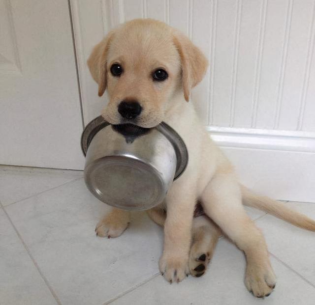 拉布拉多聪明吗，拉布拉多犬和泰迪哪个聪明（聪明的拉布拉多）