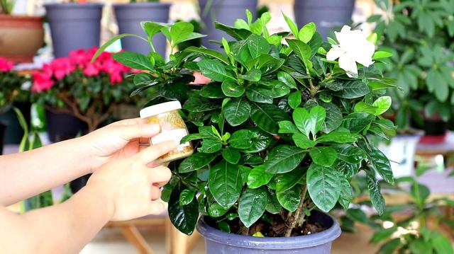 栀子花花期多长，栀子花的花期有多长时间（别乱浇磷酸二氢钾）