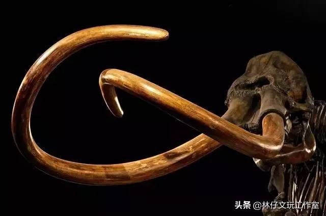 猛犸是什么东西，猛犸骨是什么东西（简单介绍一下猛犸象牙及其收藏价值）