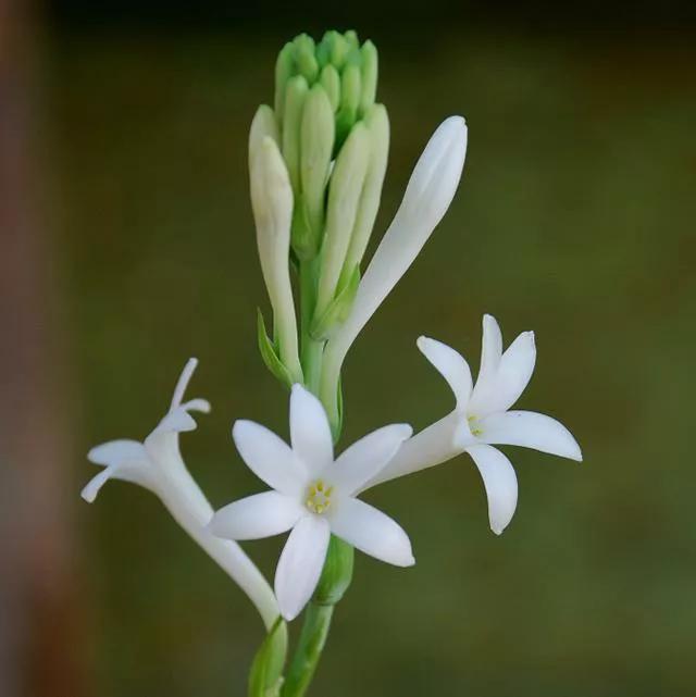 晚香玉怎么养,晚香玉花怎么养(夏天主打"名贵花")