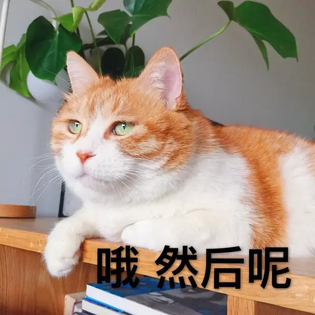 猫咪可以喝温水吗，猫咪能喝煮开的水吗（天冷了，猫咪也要多喝热水）