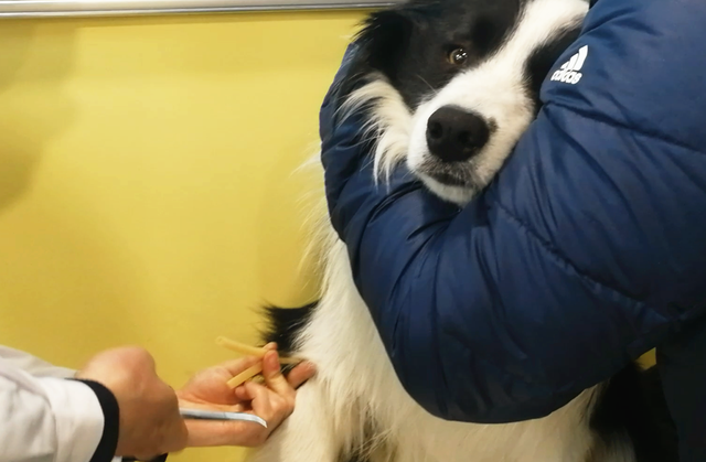 边牧犬多少钱一只幼崽，边牧犬幼崽多少钱一只（养一只边牧需要多少钱）