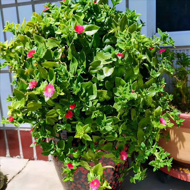 红桂花的功效与作用及食用方法，红桂花和黄桂花的区别（能吃能看还能养人）