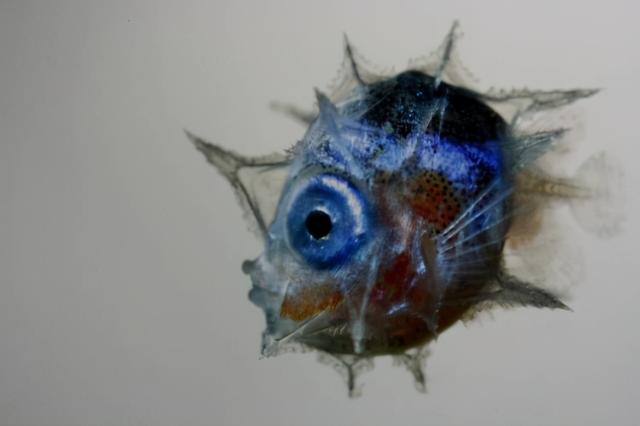 翻车鱼是什么鱼，翻车鱼为什么叫翻车鱼（即使被啃食也不逃跑的翻车鱼）