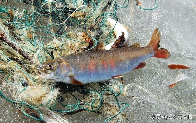 胡瓜魚怎麼做好吃,胡椒魚怎麼做(黑龍江流域最好吃的魚)