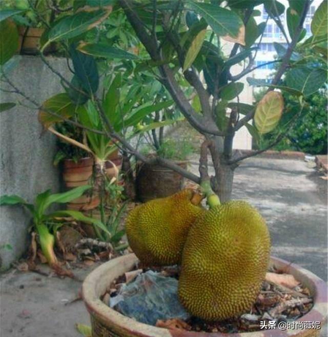 菠萝蜜种子怎么吃，菠萝蜜籽怎么吃（吃菠萝蜜留下“籽”）