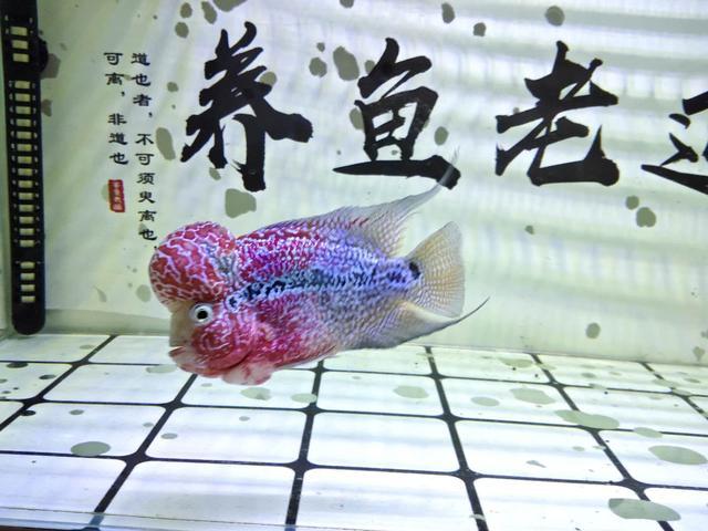 罗汉鱼发色秘诀：如何科学养护让鱼体色彩更艳丽夺目