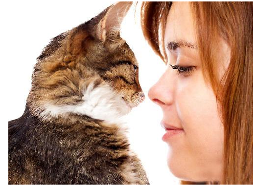 养猫对人的巨大危害，养猫对人的巨大危害有哪些（养猫的7个“害处”）