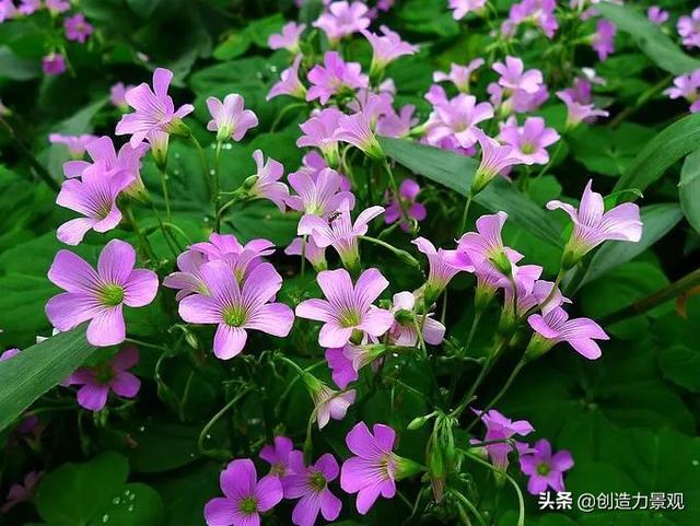 一年四季红的花卉有哪些，常见的10种全年开花的植物