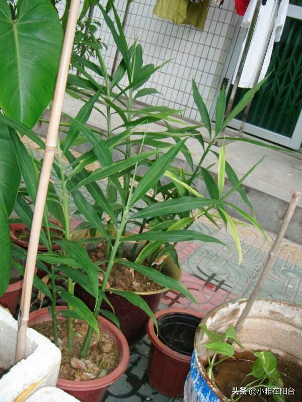 生姜的种植方法，生姜种植的方法和步骤（3个月长成漂亮“富贵竹”）