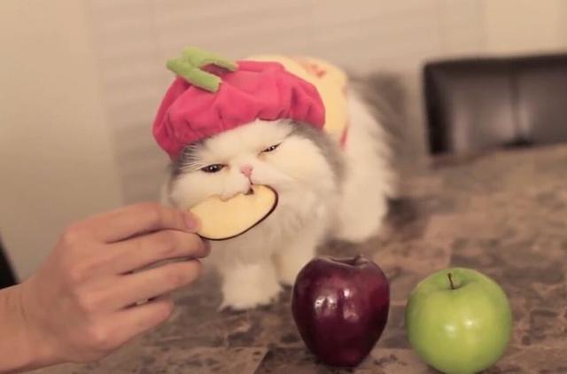 猫吃什么食物除了猫粮，猫咪除了猫粮还可以吃什么（猫咪越吃越健康）