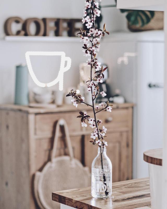 白玫瑰ins，白玫瑰ins风照片（2019年风靡ins的4种装饰鲜花图片）