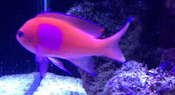 十大名贵观赏鱼，最漂亮的中型观赏鱼（地球上10大风水鱼）