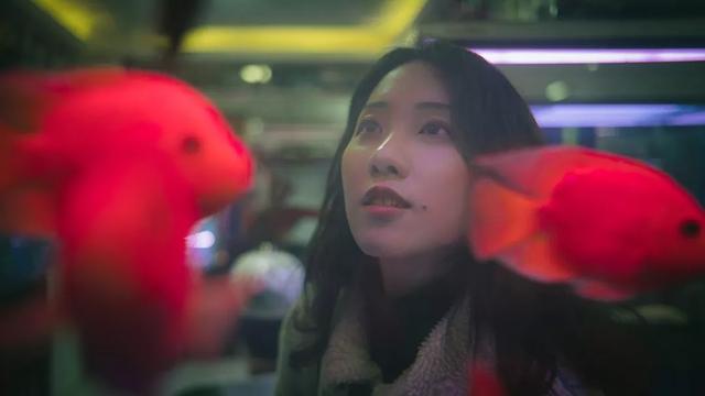 杭州哪个花鸟市场卖猫，杭州最大的花鸟市场在哪里（拍出“港风”，吴山花鸟市场）