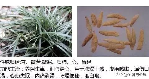 鸡肠风的功效与作用，史上最全中草药图谱