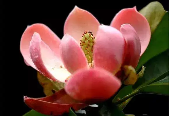 红花木莲（开花特别漂亮的红花木莲品种）