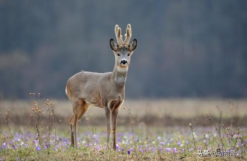 培育狍子的技巧是什么，狍子养殖利润和成本（靠自己的本事变成了国家二级保护动物）