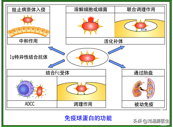 静丙离开储存温度能存活多久，静丙能维持多久（—静脉用丙种球蛋白）