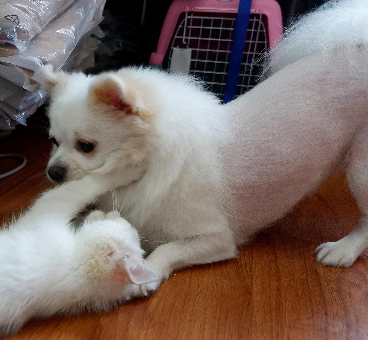 博美狗狗图片(博美犬真实图片)