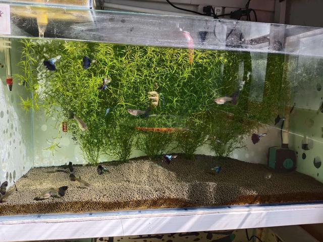 孔雀鱼烂尾原因与治疗，孔雀鱼烂尾怎么办（还是使用最简单的过滤）