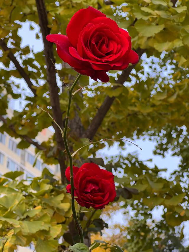 小区里的景色，小区里的景色真美呀（秋天里的小区美景图片）