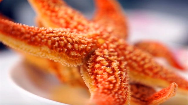 海星的吃法，海星的做法和吃法（一口下去像是在吃鱼子酱）