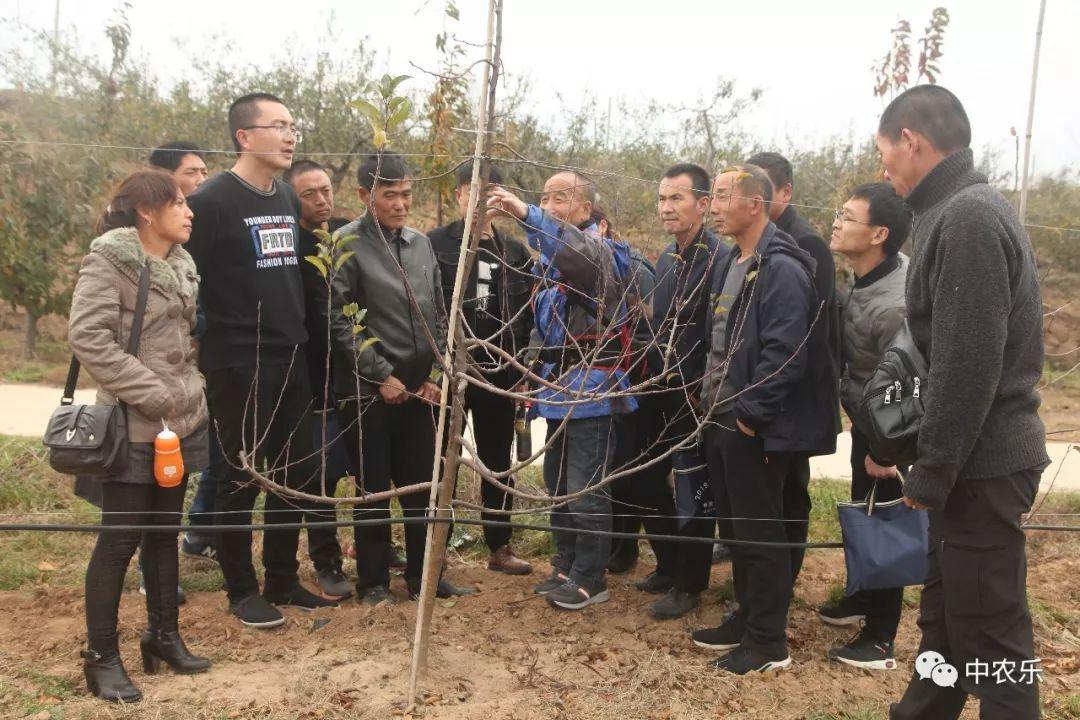 纺锤形是什么形状，为什么古海洋中会有“纺锤”（纺锤形和主干形整形修剪有什么区别）