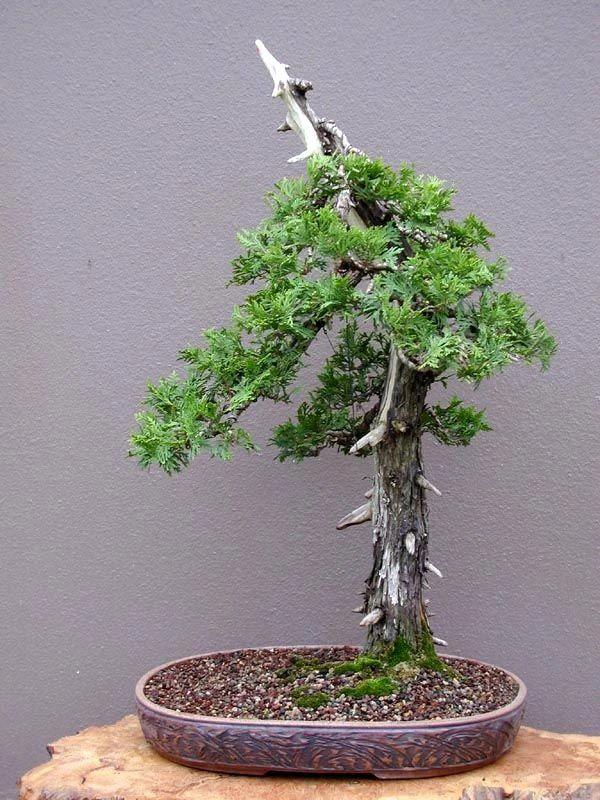 侧柏的特征特性及栽培技术，侧柏的养护与栽培管理（柏树的观赏品种可真多）