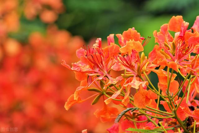 种紫薇树的风水禁忌，风水最好的树（有院子就种15种树）
