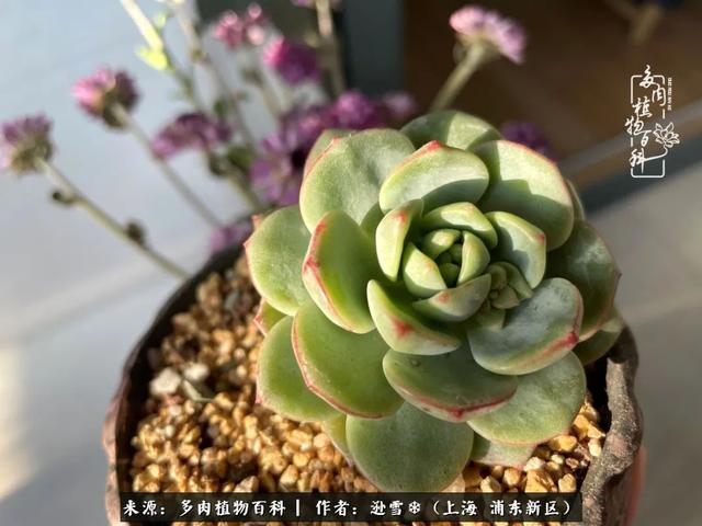多肉植物图片，感恩相遇，余生相互关照（若绿多肉植物图片）