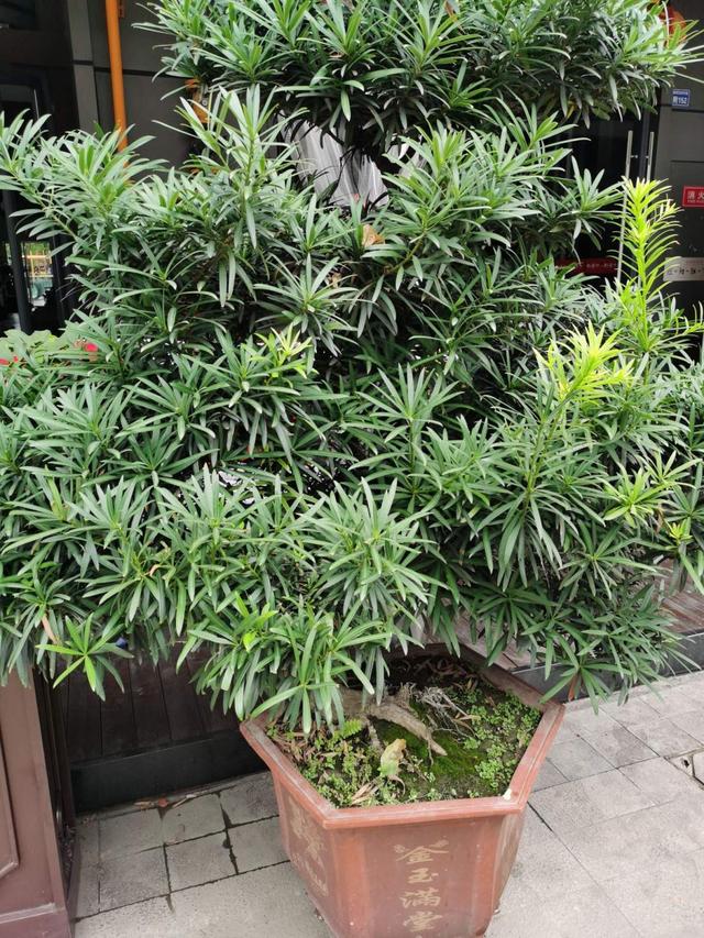 罗汉松是什么，细节不能忽视，注意这8点