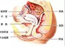 女性念珠菌怎么样才能彻底治好，女性念珠菌怎样彻底根除（外阴阴道念珠菌病）