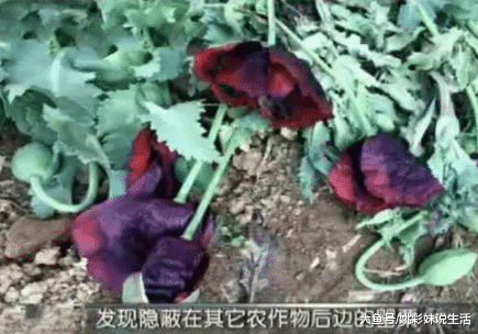 罂粟怎么读，大烟学名叫什么罂粟怎么读（6旬老人种325株罂粟被举报）