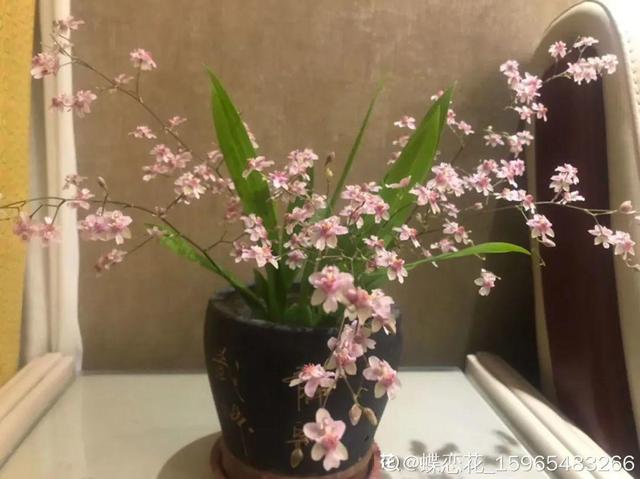 香草兰花怎么养，香兰草怎么种植（屋里养盆“香水花”）