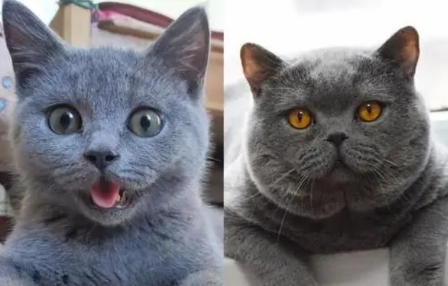 母猫会发腮吗，公猫会发腮吗（想养大圆脸猫咪的铲屎官）