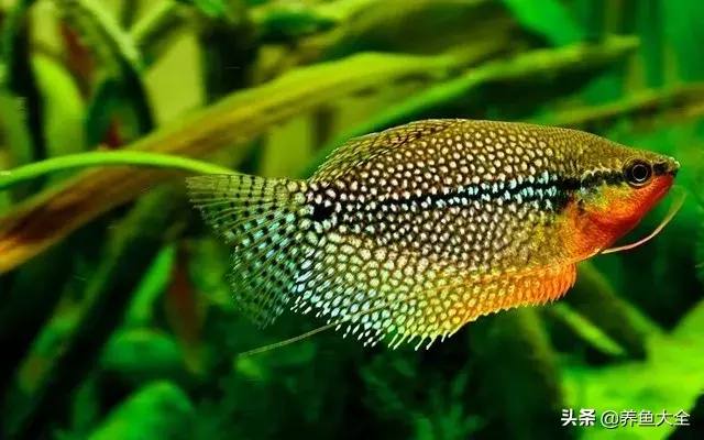 什么鱼好养，什么鱼好养对水质没有要求的（最好养的十种观赏鱼，都在这里）