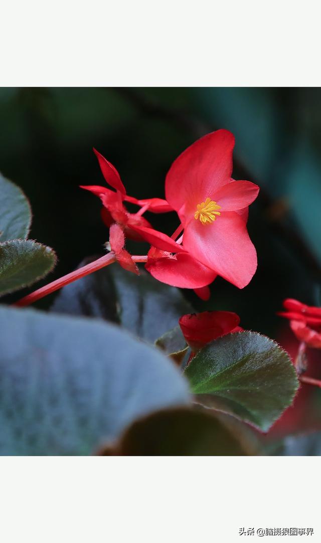 玻璃海象（玻璃海棠，这3个方法你用了吗（玻璃海棠长什么样）