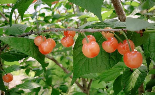 车厘子的寓意与象征，为什么总有人说“中国的樱桃是酸的