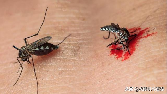 蚊子灭绝了会怎么样，如果蚊子灭绝了会怎样（假如人类把蚊子全部灭绝了）