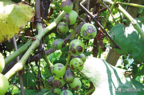 醇醚是什么，乙醇醚是什么（这个最火的杀菌剂配方能治100多种病害）