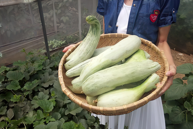 羊角蜜怎么吃，刚上市收购价10元一斤（羊角蜜零食）