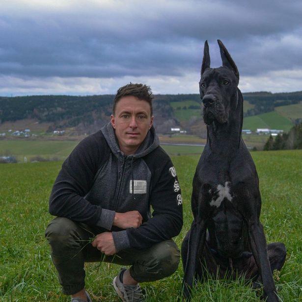 加拿大杜宾犬走红"外强内软"的反差萌 酷似"蝙蝠侠"的外形