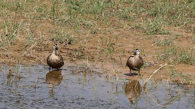 野鸭的种类有哪些，野鸭子有哪几种（TA就是野鸭中最靓的仔）